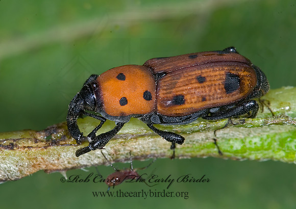 Rhodobaenius tredecempunctatus 6008776 z
