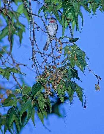 Pachyramphus aglaiae  ROSE-THROATED BECARD 94325z