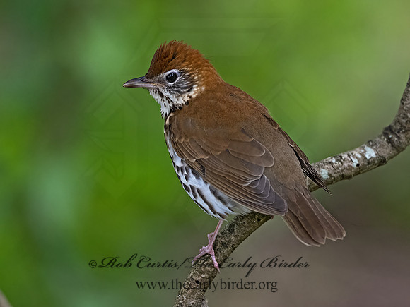 Hylocichla mustelina  WOOD THRUSH 3030573z
