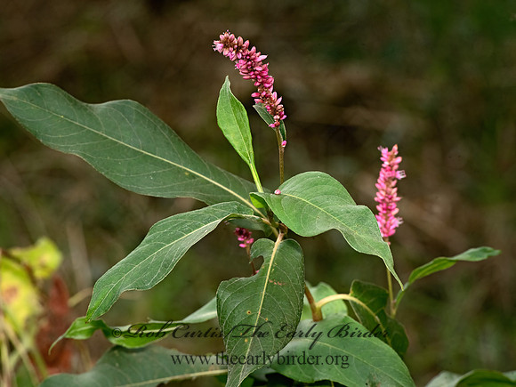 Persicaria coccinea  SCARLET SMARTWEED  3025876-z