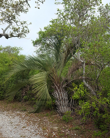 Butia capitata  JELLY PALM 2001382z