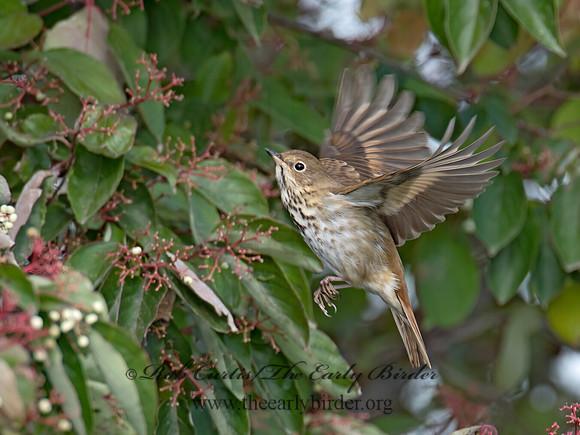Catharus guttatus  HERMIT THRUSH 9015633z