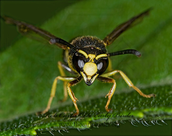 Euodynerus foraminatus 6014718z