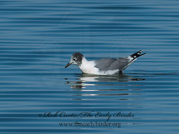 Leucophaeus pipixcan  FRANKLIN'S GULL 7006759z