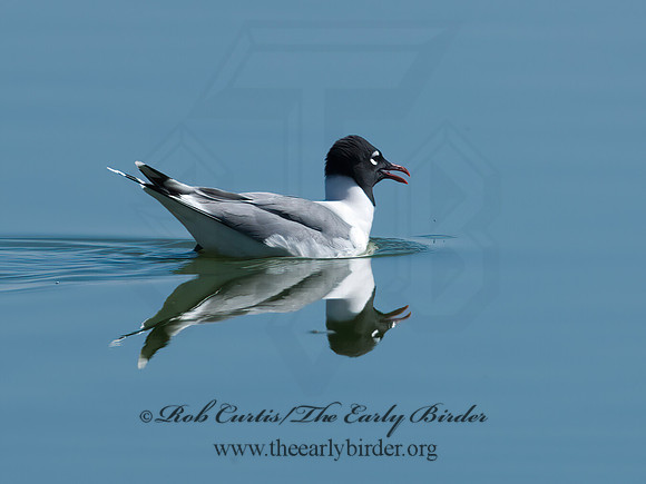 Leucophaeus pipixcan  FRANKLIN'S GULL 7006778z