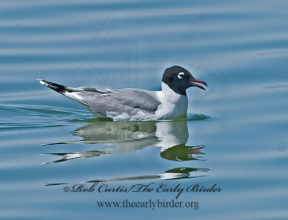 Leucophaeus pipixcan  FRANKLIN'S GULL 7006831z