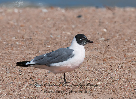 Leucophaeus pipixcan  FRANKLIN'S GULL 3006923z