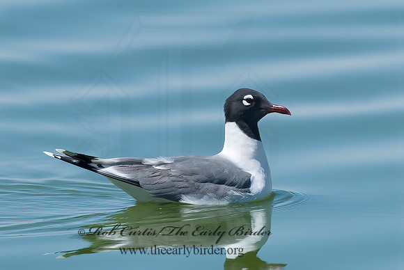 Leucophaeus pipixcan  FRANKLIN'S GULL 7006828z