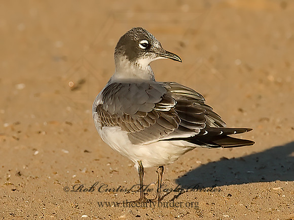Leucophaeus pipixcan  FRANKLIN'S GULL 7012924z