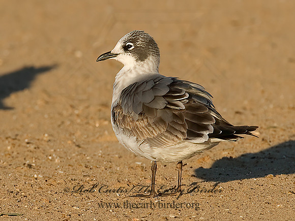 Leucophaeus pipixcan  FRANKLIN'S GULL 7012925z