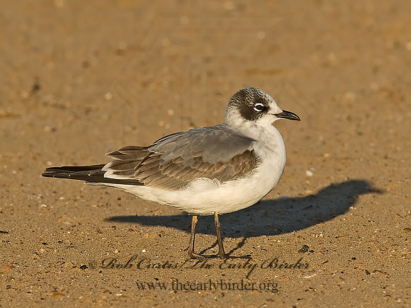 Leucophaeus pipixcan  FRANKLIN'S GULL 7012926z