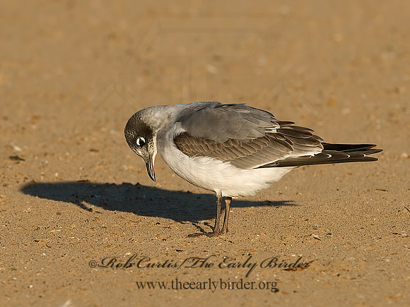 Leucophaeus pipixcan  FRANKLIN'S GULL 7012935z