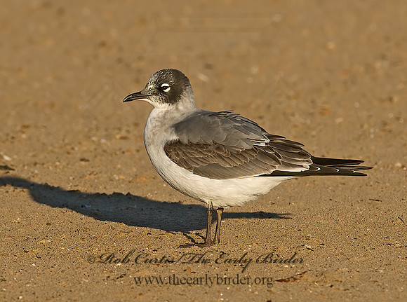 Leucophaeus pipixcan  FRANKLIN'S GULL 7012936z