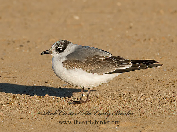 Leucophaeus pipixcan  FRANKLIN'S GULL 7012945z