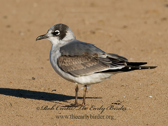 Leucophaeus pipixcan  FRANKLIN'S GULL 7012956z
