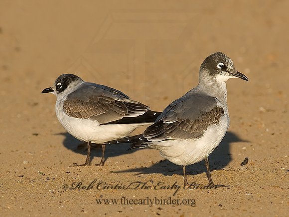Leucophaeus pipixcan  FRANKLIN'S GULL 7012927z