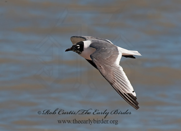 Leucophaeus pipixcan  FRANKLIN'S GULL 8025237z