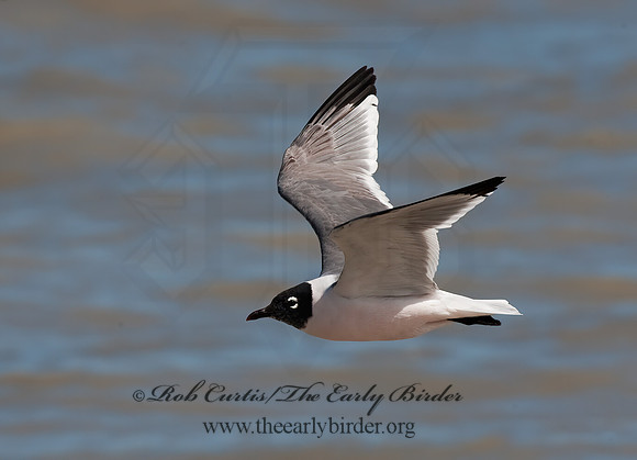 Leucophaeus pipixcan  FRANKLIN'S GULL 8025238z
