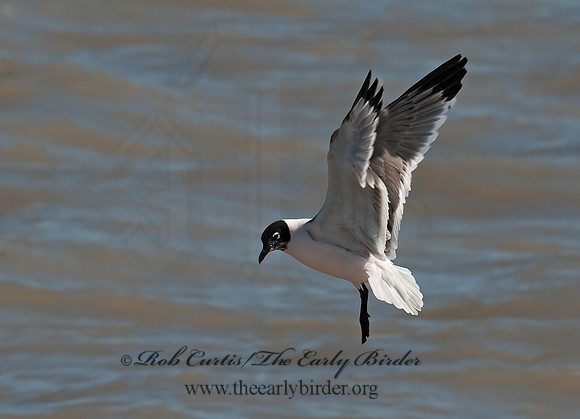 Leucophaeus pipixcan  FRANKLIN'S GULL 8025240z