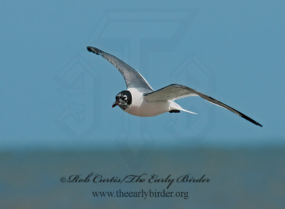 Leucophaeus pipixcan  FRANKLIN'S GULL 3006927z