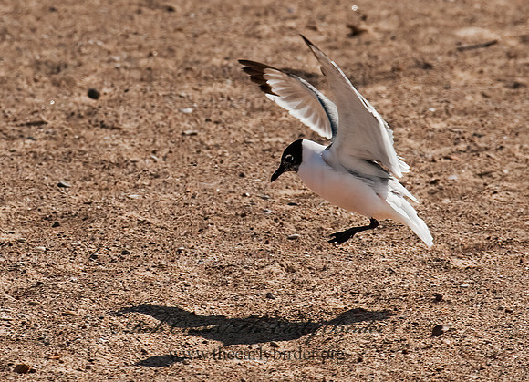 Leucophaeus pipixcan  FRANKLIN'S GULL 8025230z