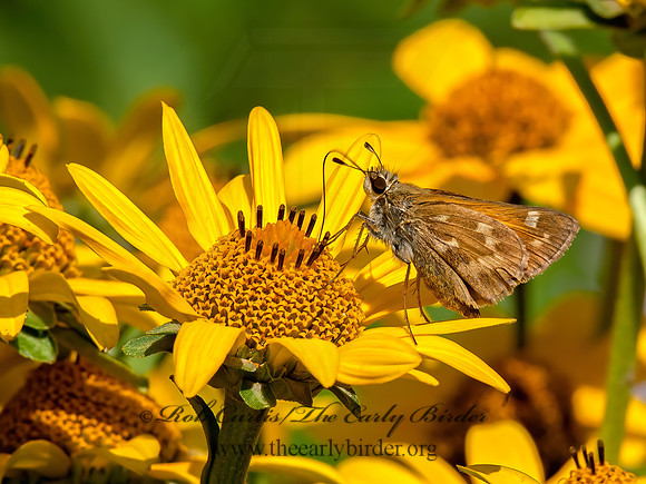 Atalopedes campestris  SACHEM SKIPPER 8028942z