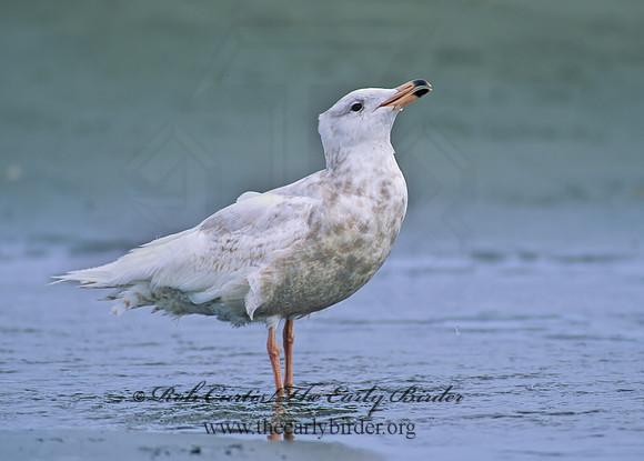Larus hyperboreus  GLAUCOUS GULL 145604z