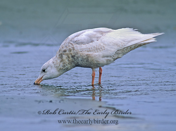 Larus hyperboreus  GLAUCOUS GULL 145606z