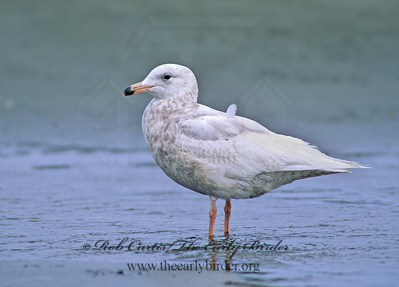 Larus hyperboreus  GLAUCOUS GULL 145605z