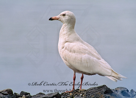 Larus hyperboreus  GLAUCOUS GULL 229011z