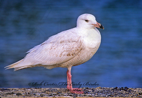 Larus hyperboreus  GLAUCOUS GULL 229211z