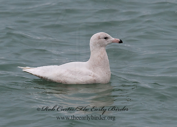 Larus hyperboreus  GLAUCOUS GULL 8021214z