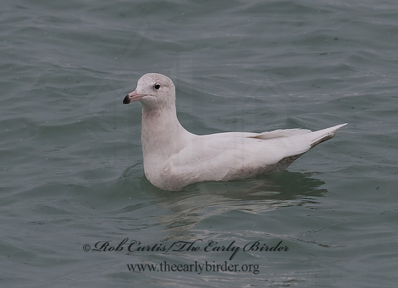 Larus hyperboreus  GLAUCOUS GULL 8021215z