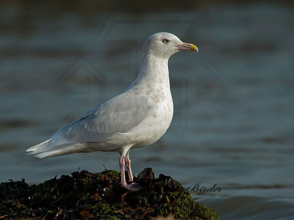 Larus hyperboreus  GLAUCOUS GULL 6036254z