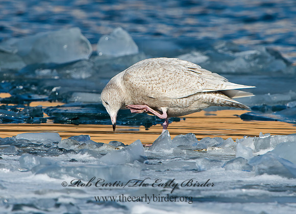 Larus hyperboreus  GLAUCOUS GULL 9054192z