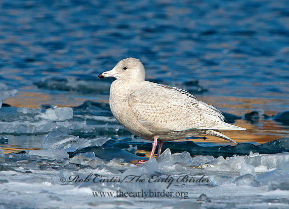 Larus hyperboreus  GLAUCOUS GULL 9054200z