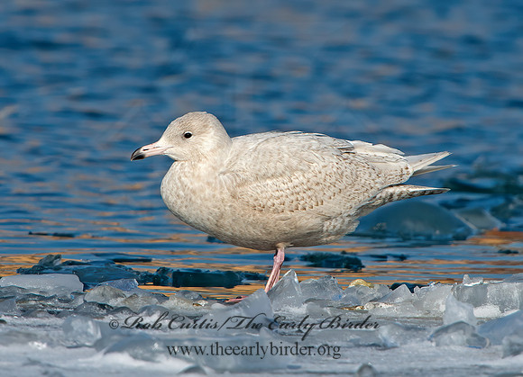 Larus hyperboreus  GLAUCOUS GULL 9054202z