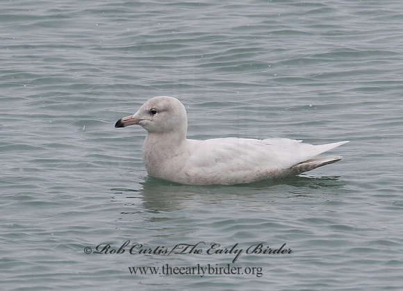 Larus hyperboreus  GLAUCOUS GULL 8021249z