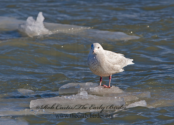 Larus hyperboreus  GLAUCOUS GULL 9027966z