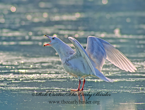 Larus hyperboreus  GLAUCOUS GULL 64318z