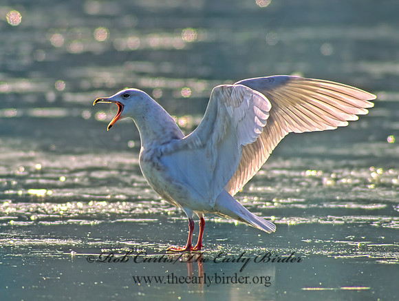 Larus hyperboreus  GLAUCOUS GULL 64317z