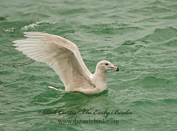 Larus hyperboreus  GLAUCOUS GULL 3001212z