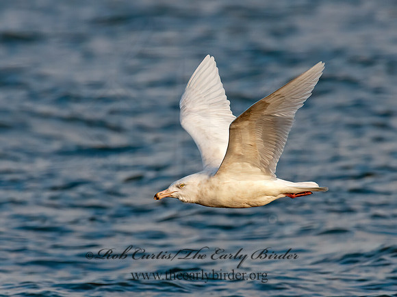 Larus hyperboreus  GLAUCOUS GULL 3006714z