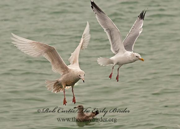Larus hyperboreus  GLAUCOUS GULL 3001211z