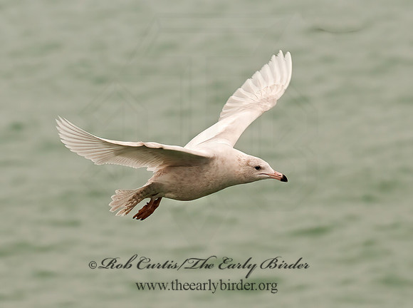 Larus hyperboreus  GLAUCOUS GULL 3001215z