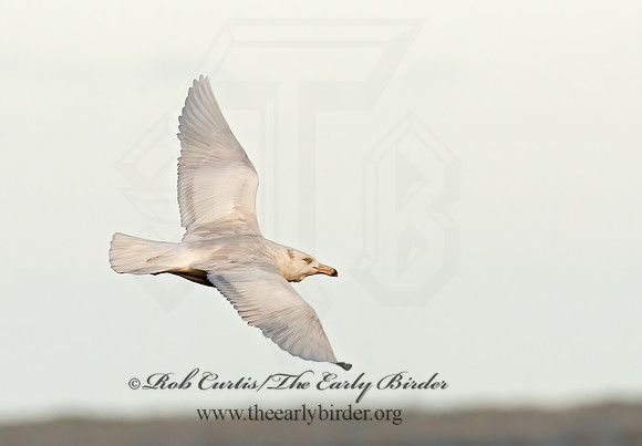 Larus hyperboreus  GLAUCOUS GULL 3006720z