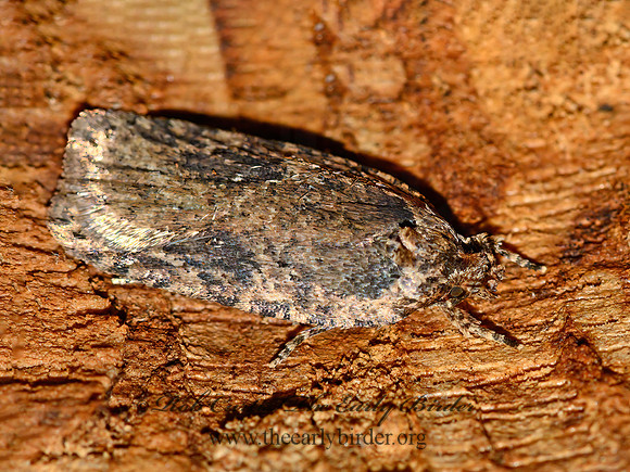 Agonopterix  DEPRESSARIID MOTH 1305633z