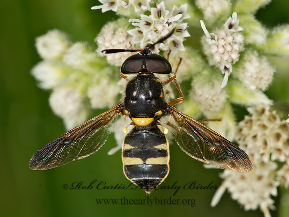 Hoplitimyia constans  SOLDIER FLY 9051236z