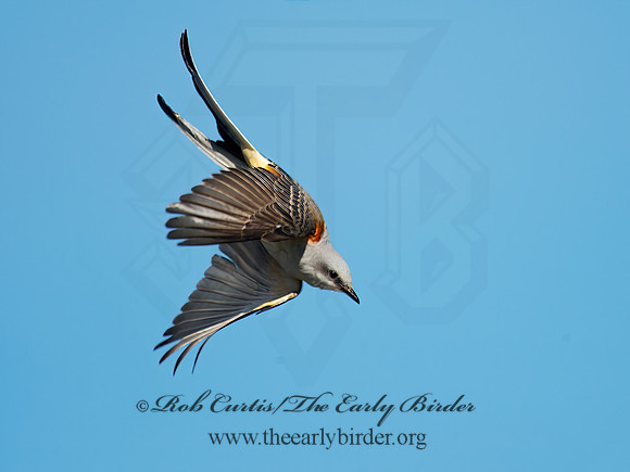 Tyrannus forficatus SCISSOR-TAILED FLYCATCHER 9006764z