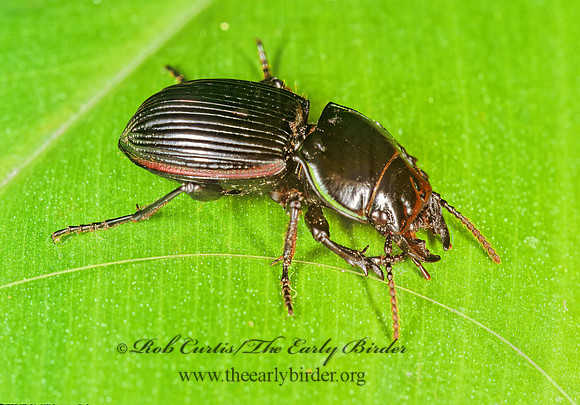 Pasimachus intermedius 203311z